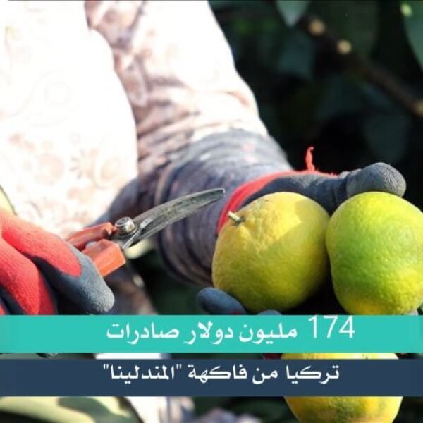 174 مليون دولار صادرات تركيا من فاكهة “المندلينا”